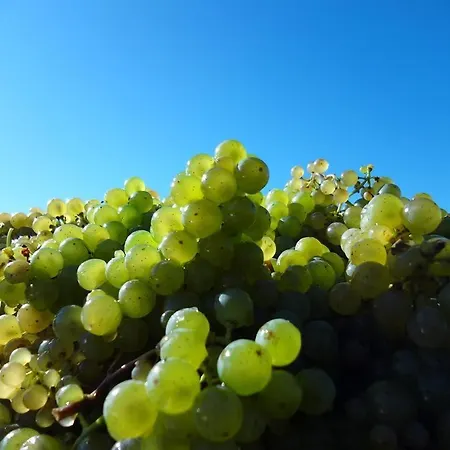 Weingut-ferienwohnung Jungblut - Nur Urlaubsgaeste