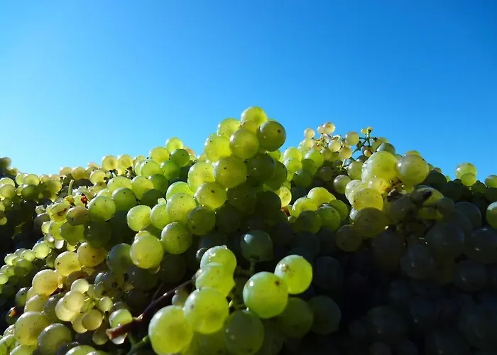 Weingut-ferienwohnung Jungblut - Nur Urlaubsgaeste